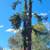Tree service and garden 15 thumbnail