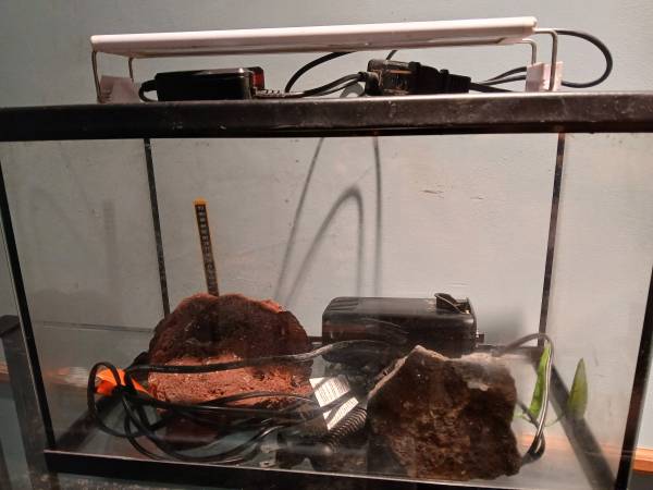 5 gallon aquarium setup 1