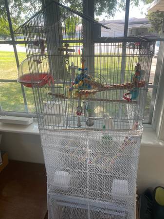 Rehoming pair of parakeets (Great Lakes)63735873877249124
