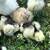 Silkie chicks 1 thumbnail