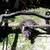 ***MODEL A ROLLING CHASSIS*** 7 thumbnail