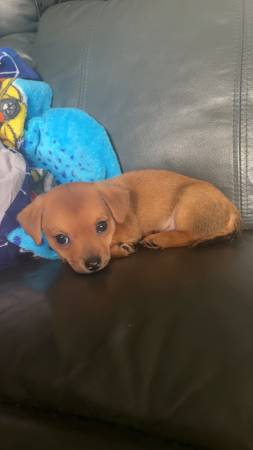 Boy Chiweenie puppy (Bloomingdale)63697180784003121