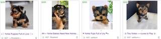 Yorkie SCAM BEWARE 1