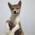 SHIBA INU PUPPIES 2 thumbnail