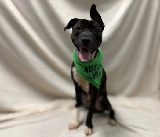 Macho muy dulce - Necesita hogar temporal o adoptante - En riesgo de eutanasia - SOS (Upper West Side)63690296502785120