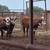 Flashy big gentle bred heifers 10 thumbnail