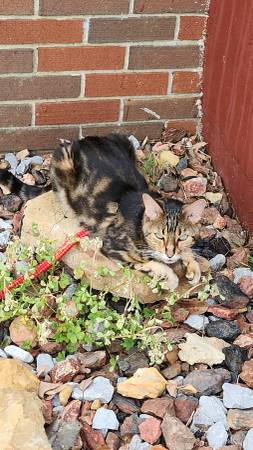 Lost Bengal Cat (Gadsden, Noccalua area)63483242081411121