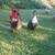 2 Ducks For Sale 4 thumbnail