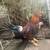 Roosters 1 thumbnail