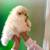 Sweet loving polar bear Pomeranian 1 thumbnail