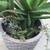 A large clay pot with lots of Tiger Tooth aloe succulents 3 thumbnail