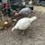 Turkeys- Broad Brested 5 thumbnail