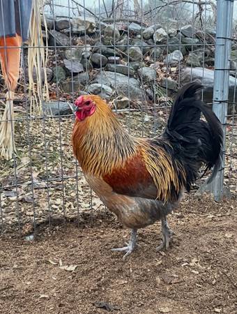Easter Egger Rooster 2yr old 1