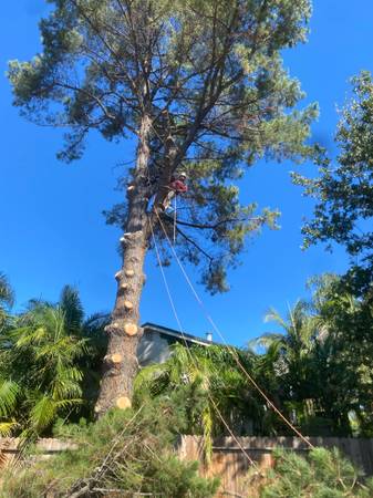 TREE SERVICES &LANDSCAPE 1