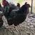 Pullets & Young Laying Hens 3 thumbnail