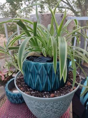 Spider plants 1