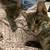 2 Free Cats – Loving Home Needed (El Paso) 3 thumbnail
