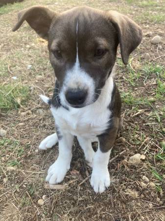 pitbull husky 3 meses *venta* (Kent)63697490520323120