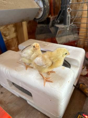 one week ike chicks 1