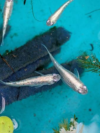 Japanese Rice fish Medaka Platinum 1