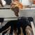 Goldendoodle F1 puppies 6 thumbnail