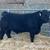 Registered Simmental Bulls 1 thumbnail