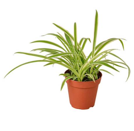 Spider plant 1