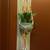 Snake Plant in Orange & White Macramé hanger 1 thumbnail