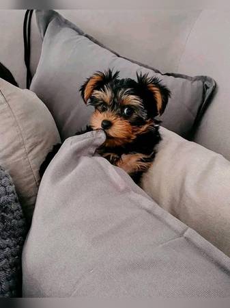 Yorkie....Puppies – Ready//Now.....!! 1