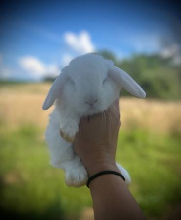 Blue Eyed White Holland Lop Bunny Rabbit- Bunnies-Lops - $150 (Durand)63471093507969120