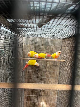 Sun Cheek Conures63685533303553121