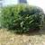 Fall cleanups, landscaping, paver patios, more! 5 thumbnail