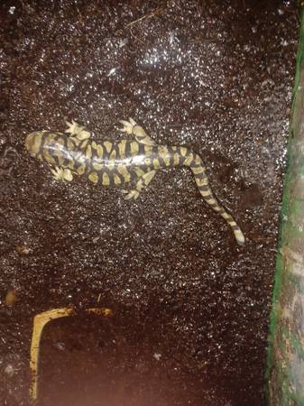 Tiger Salamander with 10 gallons tank: $100 1