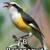 BIRD Video ABCs 5 thumbnail