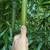 Bamboo  Spring Clumping Species Solve Your Privacy Problem 16 thumbnail