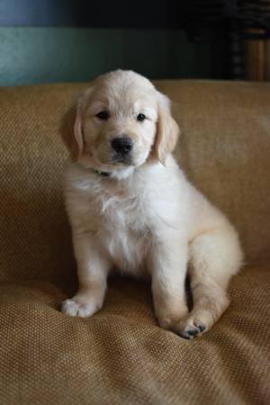 Cachorro macho Golden Retriever (Gilbert)63967146981891121
