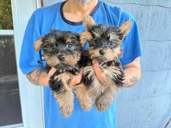 Cachorros de Yorkshire572156759162245121