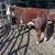 REGISTERED POLLED HEREFORD BULLS 1 thumbnail