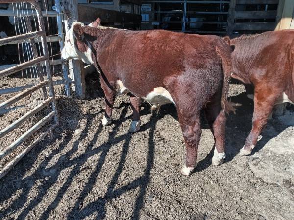 REGISTERED POLLED HEREFORD BULLS 1