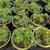 TROLLIUS Yellow 9 thumbnail