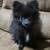 Ckc triple coat pomeranian pups 4 thumbnail