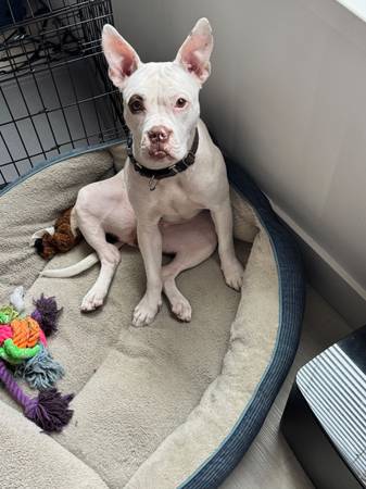 2 year old pit mix 1