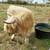 Scottish Highland Cattle 12 thumbnail