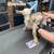 Nigerian Dwarf Goats Does, Doelings, Bucks and and Retired 7 thumbnail