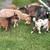 ADGA Nigerian Dwarf Goats 2 thumbnail