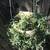 2 hanging string of bananas succulent plants 5 thumbnail
