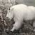 Framed print of mountain goats 2 thumbnail