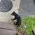 Rottwieler Male Puppy 4 thumbnail