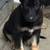 Puppies german Sheppards 1 thumbnail