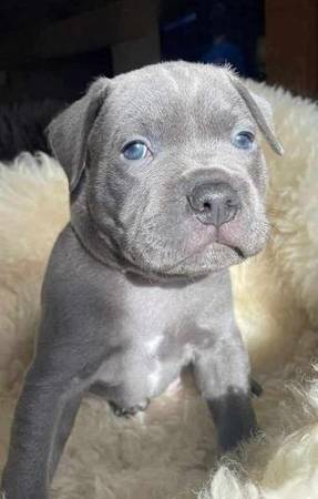 CUTE Pit Full blooded 1